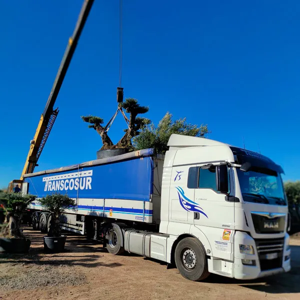 transporte de plantas vivas